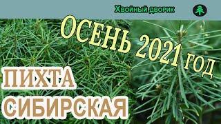 Сеянцы пихты сибирской обзор Обзор интернет-магазина питомника "Хвойный дворик"