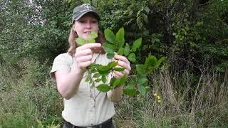 Invasive Plants of Mid-Missouri - Lauren Pile