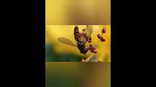 nature | fly | hover fly | insect | beautiful scenery | relaxing clip | forest | EP1 | ️️