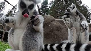 Leaping Lemurs Have A Fruit Buffet