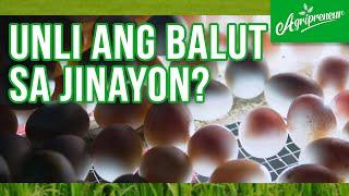 Unli Balut mula sa Jinayon's Duck Farm