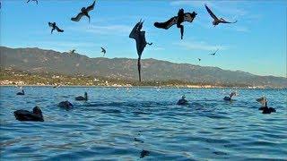 Pelican Feeding Frenzy