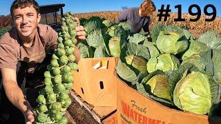 Mom Harvests 275 Cabbage By Hand!