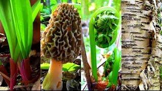 Wild Spring Delicacies- Ramps, Morels, Fiddleheads, Birch Sap