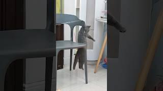 Cats need help #funny #youtube #haha #catvideos