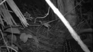 ocelot predation on sloth