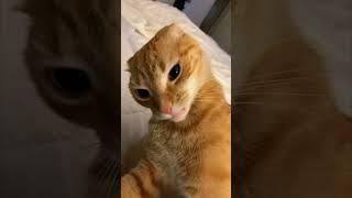 Part 1: Cats aura+10000 #viralvideo #viralshorts #cat #aura #sigma #cute #funny #foryou #4u #reels