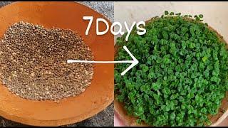 How to grow Chia Sprouts in just 7 Days