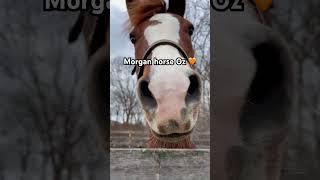 Morgan Horse In Turnout #shorts