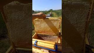 Золотые плиты #bee #honey #hive #beekeeper #beekeeping #мед #пчеловодство #улей #акация  #пчеловод