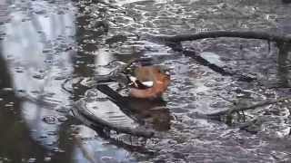 Birds bathing