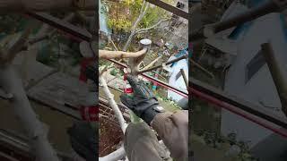 Процесс обрезки Инжира #рек #рекомендации #garden #gardening #обрезка #инжир #diy #новороссийск