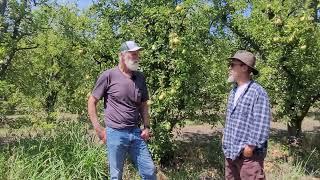 Why Todd Family Farms Mendocino County Bartlett Pears are so delicious!