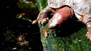 Pet Turtles : Turtle Food Facts