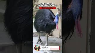 CASSOWARY | Reference Theory #phobies