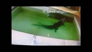 Chinese Alligators (Alligator Sinensis) Breeding | CAKES Alligators