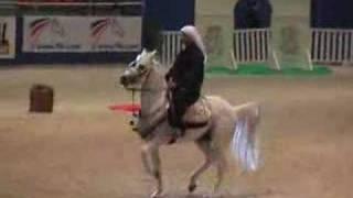 Arabian dancing horses