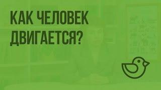 Как человек двигается? Видеоурок по окружающему миру 4  класс