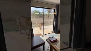 When you live in a game reserve  #thisisafrica #lifeinthebush #fieldguide #cheetah #bigcats