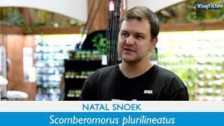 Gear | Natal Snoek