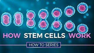 How Stem Cells Work - HOW TO SERIES