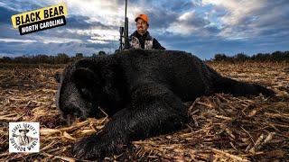 540 pound North Carolina Black Bear