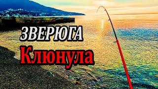 АЖ УДОЧКА  ТРЕЩАЛА. Ловля Форели. Рыбалка на Черном море. Крым. Ялта