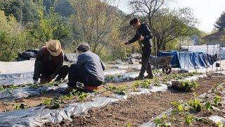 Busy! Planting sweet potatoes and making various kinds of kimchi... (Life in the Korean countryside)