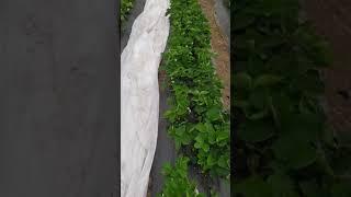 серая гниль на клубнике,борьба с муровъями , результат органики.