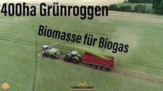 400ha Grünroggen häckseln LU Agrar Altdöbern! Landwirtschaftlicher Lohnauftrag Biomasse für Biogas