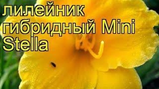 Лилейник гибридный Мини Стелла. Краткий обзор, описание характеристик hemerocallis Mini Stella