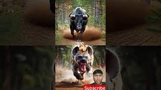 Black bull vs wild animals (leopard, bear, ram, fox, hyena) #blackbull #blackcow #wildanimals #facts