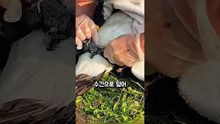 낚싯줄에 묶인 거위를 구한 여성의 따뜻한 순간