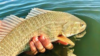Use THIS LURE To Catch Tons of Redfish In Shallow Water