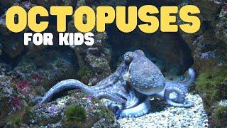 Octopuses for Kids | Learn all about these eight-armed brainiacs!