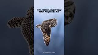Live like the owl—see more, say less, know deeply, act wisely #motivation #business #trending #quote