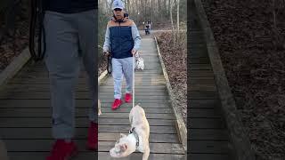 #bullybreed #puppy #bullydog #dog #presacanariopuppies #presacanario #addme #newyear2024#familyvlog