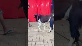 ATIK BEETAL BAKRAA