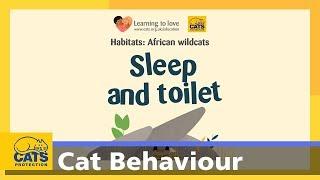 The African Wildcat: sleep and toilet - Cats Protection's cats for kids