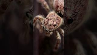 Amazing spiders in 4K | X Nature #spiders #animals #nature