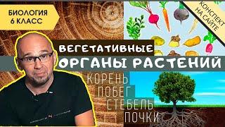 Корень растения. Строение стебля. Побег и почки. Биология 6 класс. Вегетативные органы растений