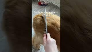 Делимся артикулом WB:271212408 Груминг-спрей 19в1