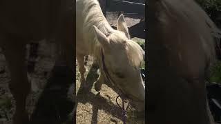 She is so embarrassed #horses #cute