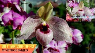 ПАФИОПЕДИЛУМ, ВЕНЕРИН БАШМАЧОК  - УХОД! ЗАЧЕМ ОРХИДЕЕ КАРАКАТИЦА?  PAPHIOPEDILUM LYNLEIGH KOOPOWITZ!