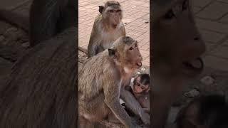 Family monkey lovely