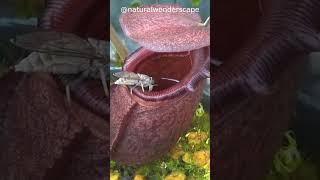 Nepenthes rajah Flower eating Insect #shorts #viral #nature #rajah