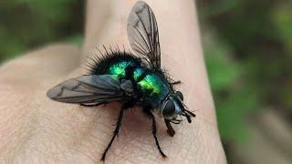 Get a close look at flies in the wild