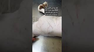 حكم خصي القطط ، حكم تعقيم القطط #قطط #قطط_مضحك #قطط_صغيرة