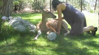 Helping Our Wild Deer Friend Eva