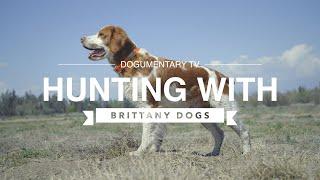 HUNTING WITH BRITTANY DOGS